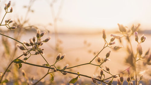Close-up of flowering plant against sky