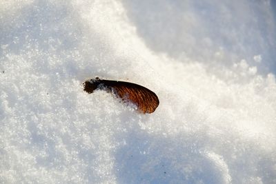 Butterfly on snow