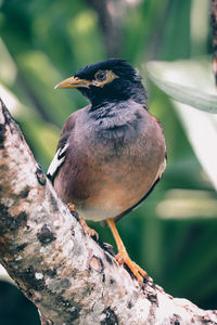 Close-up of bird perching on branch