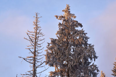 Low angle view of frozen tree against sky