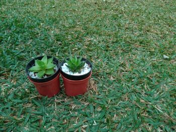 High angle view of potted plants on field