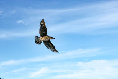 Low angle view of eagle flying against sky