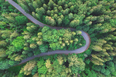 High angle view of road amidst trees in forest