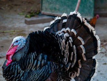 Close-up of a bird