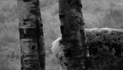 Close-up of tree trunk in forest