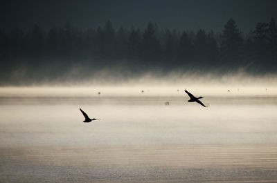 Silhouette bird flying in sky