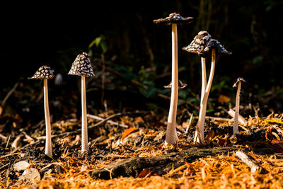 Close-up of mushroom