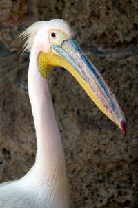Close-up of bird