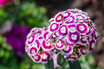 Close-up of pink flowering plant