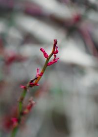 Close-up of red flower buds