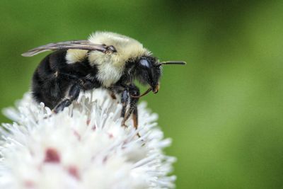 Close-up of bee on flower