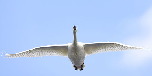 Low angle view of seagull flying