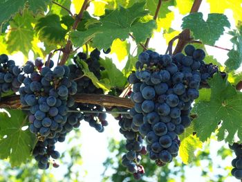 Low angle view of grapes growing in vineyard