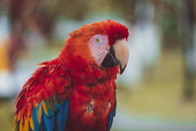 Red macaw parrot from amazon