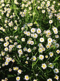 Full frame shot of white daisy flowers in field