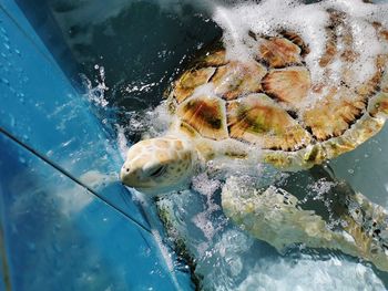 Close-up of fish swimming in sea