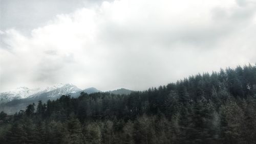 Scenic view of forest against sky