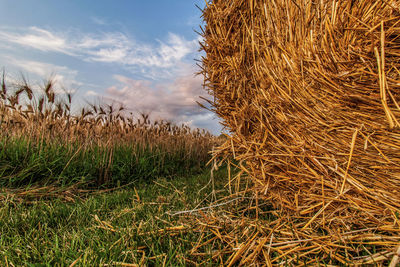 Crops growing on field against sky