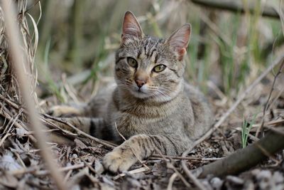 Close-up portrait of cat on field