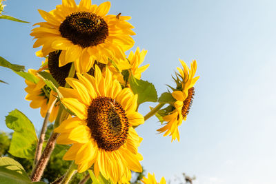 Low angle view of sunflower against sky