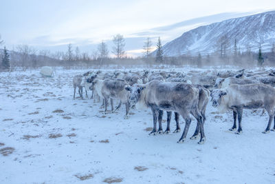 Horses on snow covered landscape
