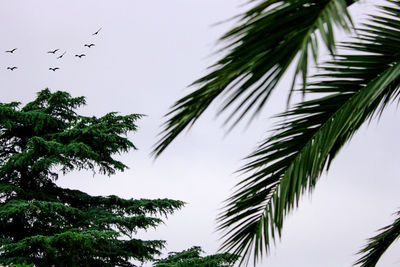 Low angle view of palm tree against sky