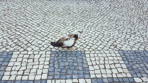 High angle view of bird perching on street