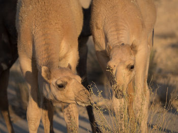 Close-up of two camels on field