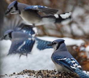 Close-up of pigeons perching on field