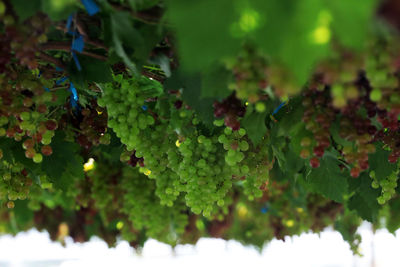 Close-up of plants