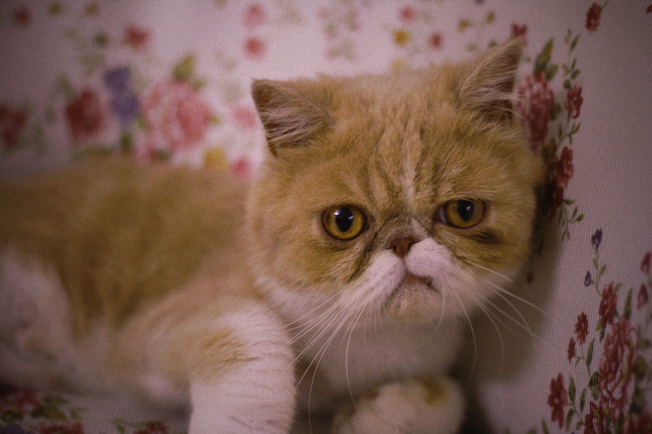 mammal, domestic, pets, domestic animals, one animal, cat, looking at camera, vertebrate, domestic cat, portrait, feline, whisker, no people, close-up, young animal, focus on foreground, indoors, persian cat, animal eye