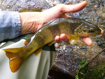 Midsection of person holding fish