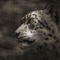 Close-up of leopard looking away