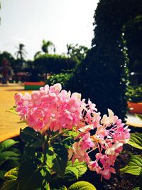 Close-up of pink flowering plants