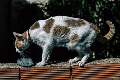 Cat looking away