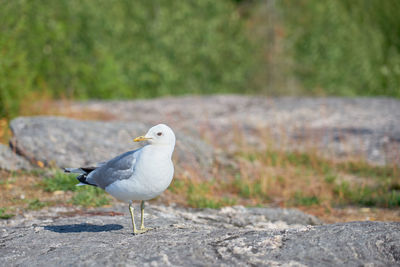 A seagull near on a granite stone in the sun.