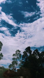 Low angle view of tree against sky