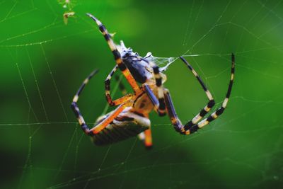 Close-up of spider on web