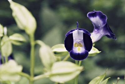 Close-up of purple flower blooming in garden