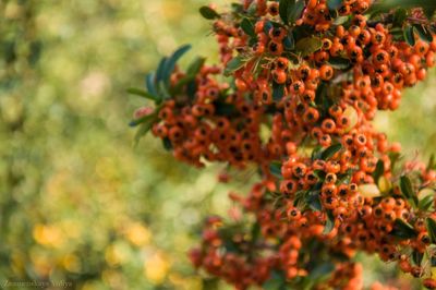 Close-up of red flowering plant