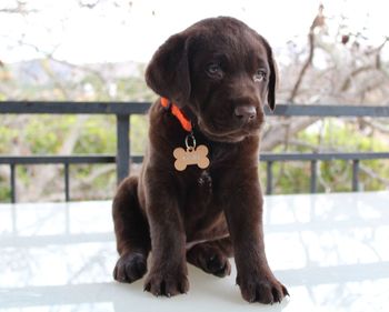 Portrait of puppy sitting outdoors