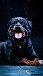 Close-up portrait of a dog