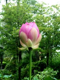 Close-up of pink tulip flower