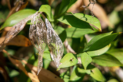 Close-up of insect on leaves