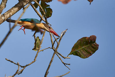 Low angle view of bird perching on branch against sky