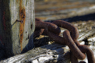 Close-up of rusty chain on tree trunk
