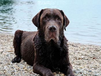 Portrait of black dog
