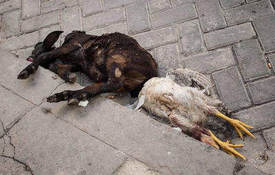 Dog sleeping on street