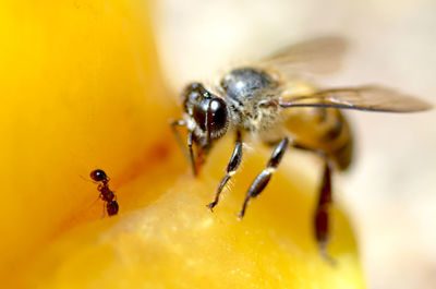 Close-up of insect on yellow flower