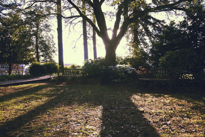 Trees in park